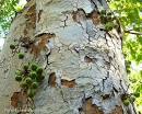 Ficus glomerata bark