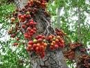 Ficus glomerata fruit