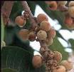 Ficus infectoria fruit