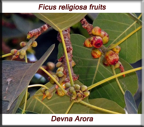 Ficus religiosa | Purdue University Famine Foods