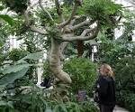 Ficus wassa