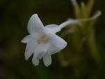 Kaemferia scaposa flower