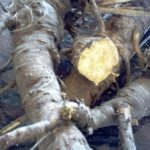 Lomatium dissectum roots