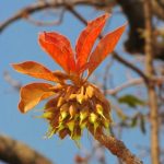 Madhuca longifolia flower