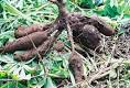 Manihot esculenta roots