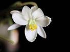 Moringa oleifera flower