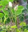 Moringa oleifera flower