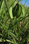 Neptunia oleracea pods