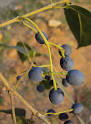Olea dioica fruit