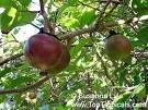 Oncoba spinosa fruit