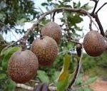 Parinari curatellifolia fruit