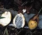Parinari curatellifolia fruit