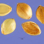 Paspalum scrobiculatum seeds