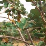 Piliostigma thonningii leaves
