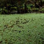 Pistia stratiotes
