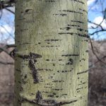 Populus tremuloides bark