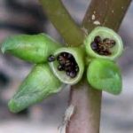 Portulaca oleracea seeds