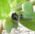 Portulaca oleracea seeds