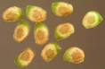 Ranunculus scleratus seed