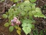 Rubus niveus