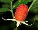 Rubus rosifolius fruit