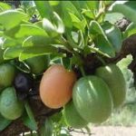 Sclerocarya caffra fruit