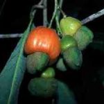 Semecarpus anacardium fruit