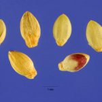 Setaria verticillata seeds