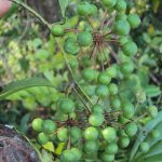 Smilax zeylanica fruit