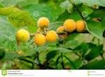 Solanum stramonifollium fruit