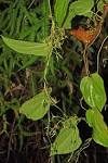 Stenomeris dioscoreifolia