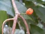 Syzygium claviflorum fruit
