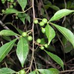 Toddalia asiatica fruit