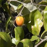Ziziphus mauritania fruit