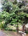 Alangium lamarckii tree