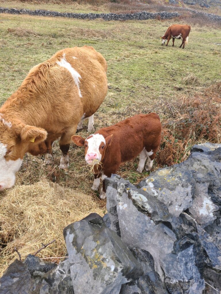 Cow and calf eating