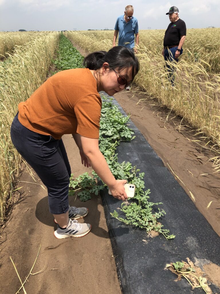 Dr. Wenjing Guan in a field of early watermelon plant growth