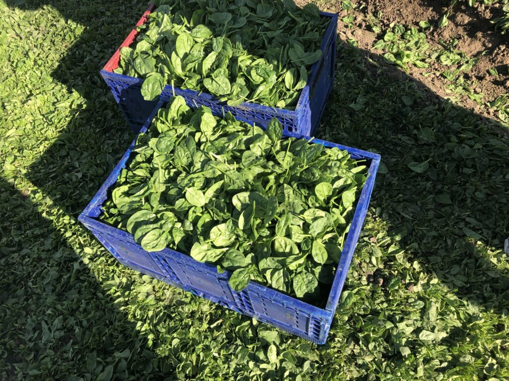harvested spinach