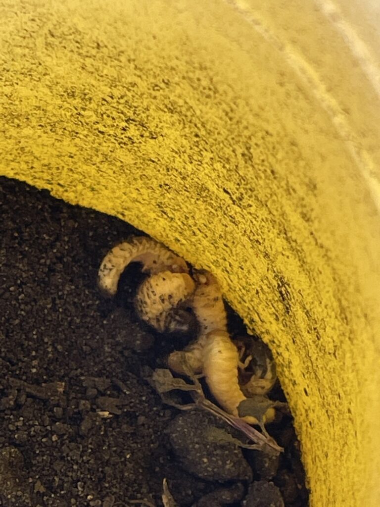 Live Asiatic Garden Beetle grubs in yellow cup