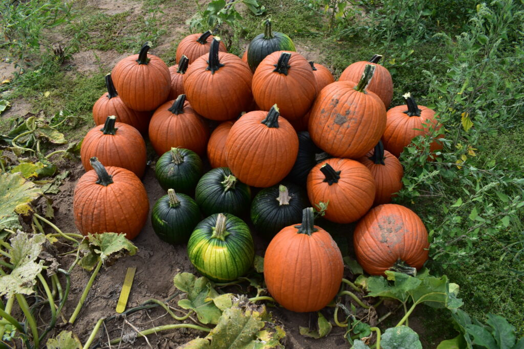 Harvested pumpkins stacked up in a field.