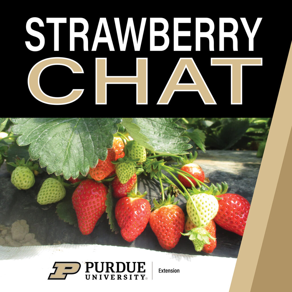 Strawberry Chat logo with photo of strawberries
