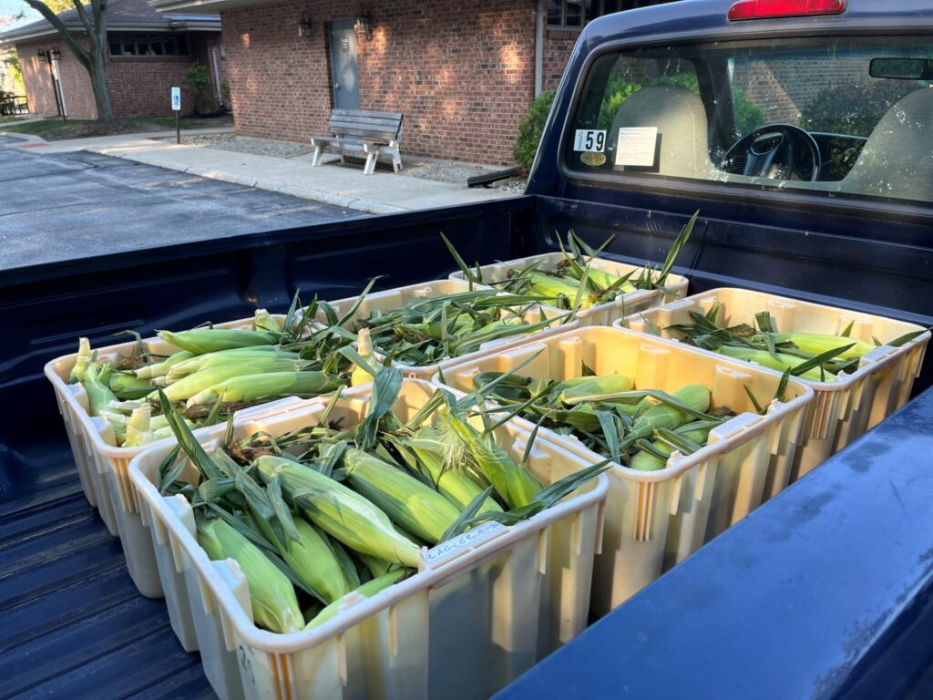 harvested corn in back of pick-up truck