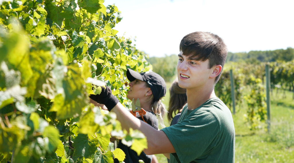 Students harvesting grapes