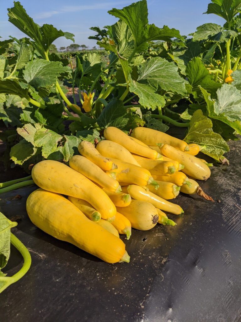 Blonde Beauty Yellow Squash produce stacked on ground next to research plot.
