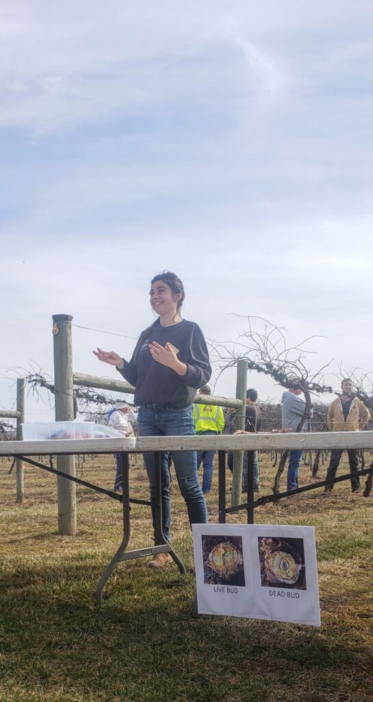 Miranda Purcell presenting behind a table with grapevines behind her at a farm.