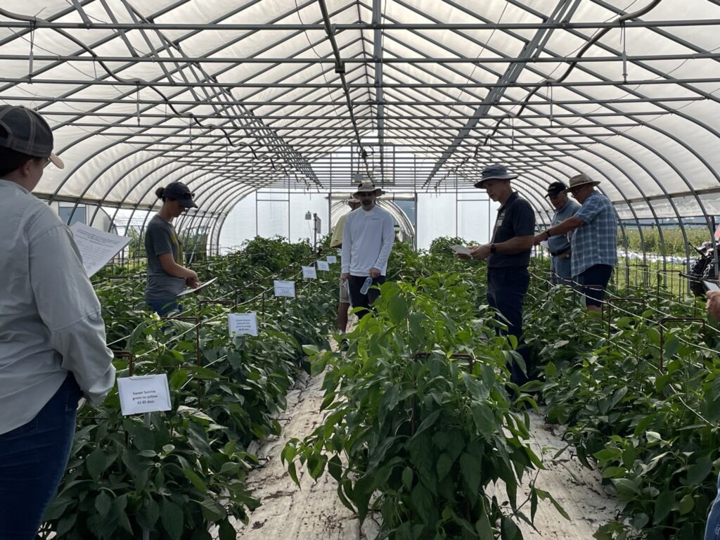 Petrus Langenhoven discussing pepper varieties to attendees in the high tunnel.