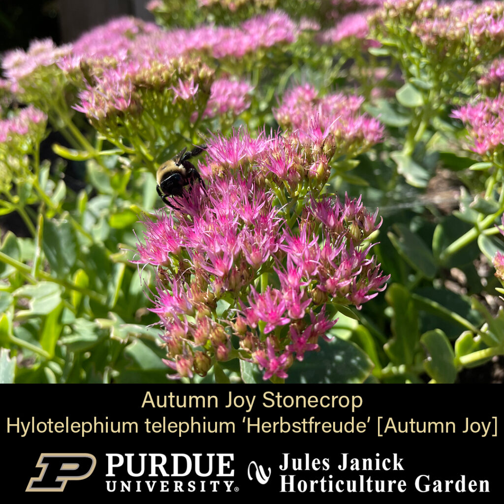 Autumn Joy Stonecrop