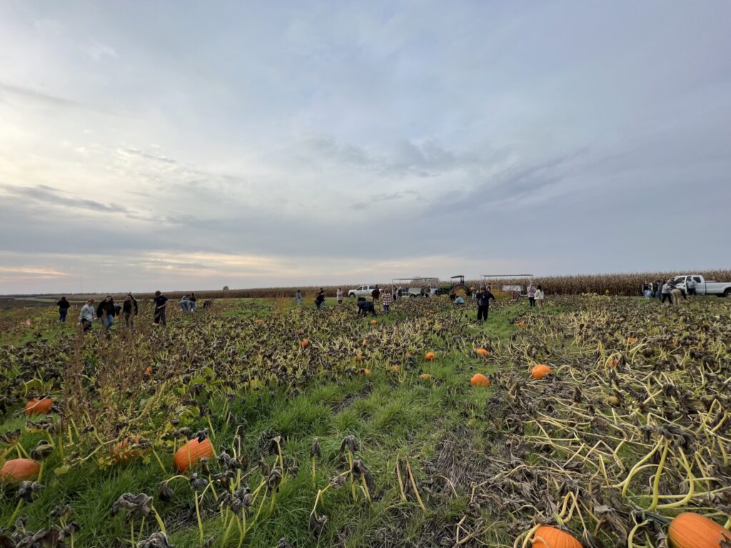 Students in the distance picking pumpkins in the field.