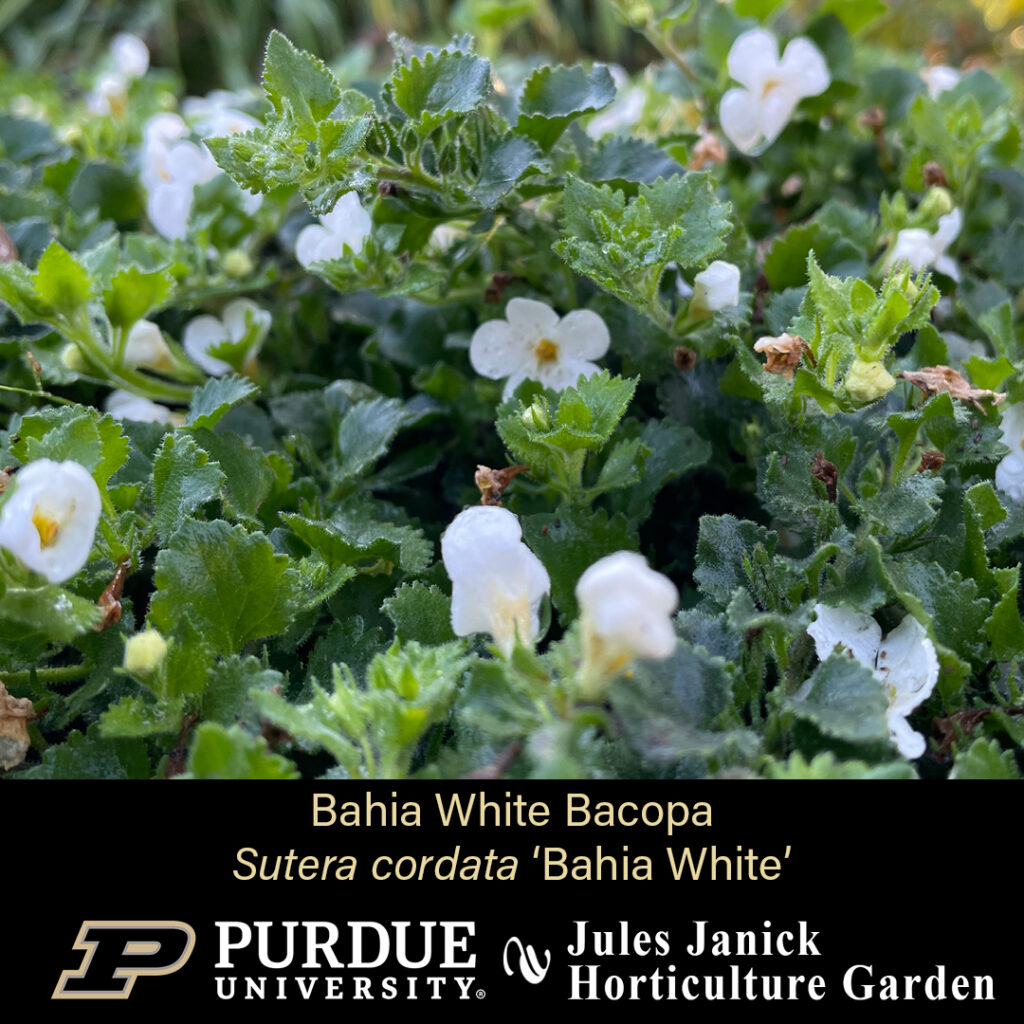 Bahia White Bacopa