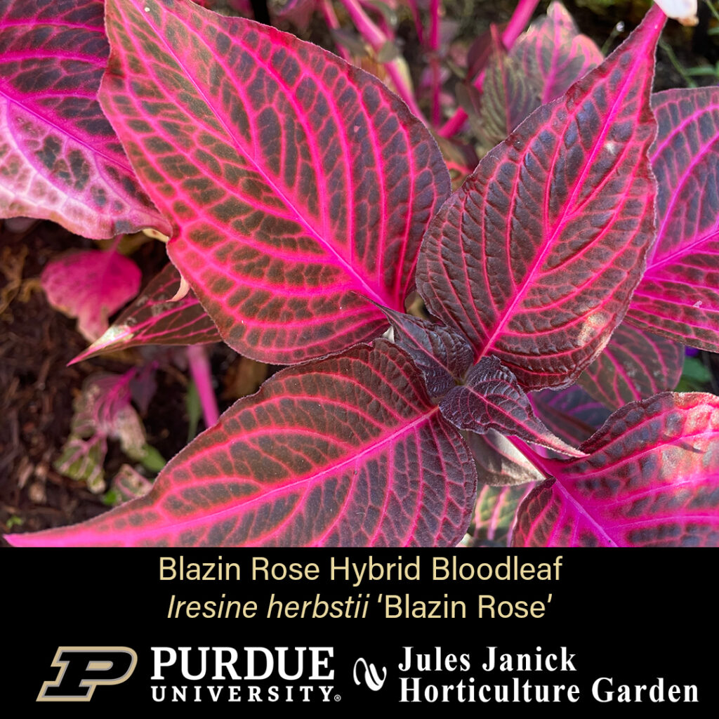 Blazin Rose Hybrid Bloodleaf